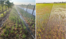 Chủ động phòng tránh xâm nhập mặn bảo vệ lúa, rau màu huyện Tiên Lãng