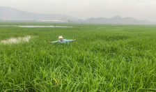 Vợ chồng anh nông dân “nặng tình” với đất, làm giàu từ đất