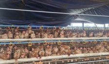 Khuyến cáo một số biện pháp chăm sóc, nuôi dưỡng, phòng chống nắng nóng cho đàn vật nuôi 