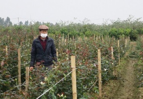 Quận Dương Kinh: Người dân trồng hoa và cây cảnh tất bật chuẩn bị phục vụ Tết