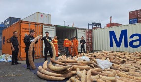 Hải quan Hải Phòng thu giữ gần 7 tấn ngà voi nhập lậu