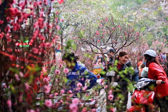 Chợ hoa, cây cảnh đường Lê Hồng Phong rực rỡ hương xuân sắc Tết
