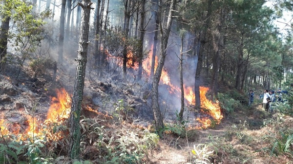 Diện tích cháy rừng giảm 3,05 ha