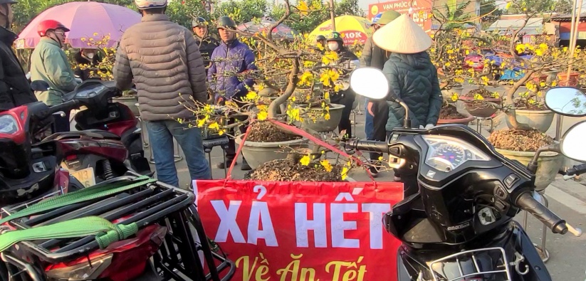 Cây cảnh đại hạ giá, chợ hoa dần thế chỗ