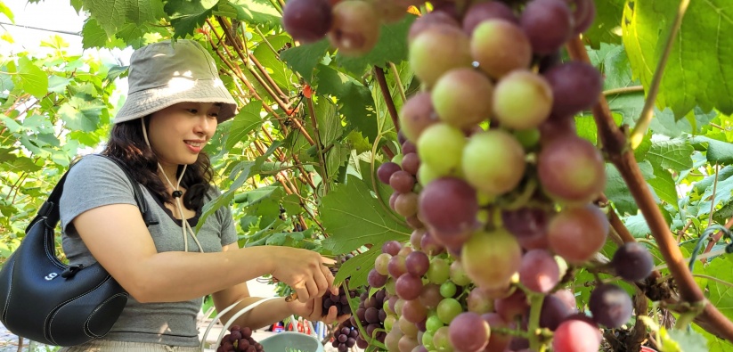 Vườn nho Hạ đen 800 gốc: Điểm du lịch sinh thái hút khách tại Hải Phòng